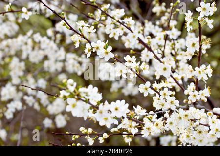 Cherry-Plum or Myrobalan (prunus cerasifera), close up showing the white flowers or blossom of the shrub emerging along the length of its branches. Stock Photo