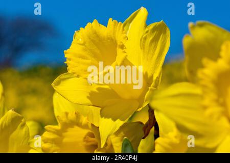 Daffodils (narcissus), close up focusing from a low viewpoint on a single bright yellow flower out of many against a clear blue spring sky. Stock Photo
