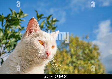 Portrait of a white domestic cat, the pet sits on a fence, looks away from the camera. Close-up of a domestic cat selective focus. Homeless animal car Stock Photo