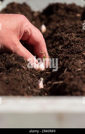 Man planting garlic cloves in a wooden planter in a garden. Grow your own concept. Stock Photo