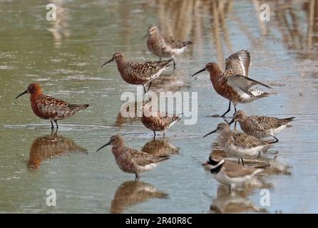 Curlew Sandpiper (Calidris ferruginea) and Ringed Plover (Charadrius hiaticula) standing in shallow water  Malaga Province, Andalucia, Spain Stock Photo