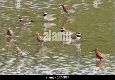 Curlew Sandpiper (Calidris ferruginea) and Ringed Plover (Charadrius hiaticula) standing in shallow water  Malaga Province, Andalucia, Spain Stock Photo