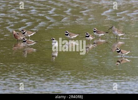 Curlew Sandpiper (Calidris ferruginea) and Ringed Plover (Charadrius hiaticula) standing in shallow water  Malaga Province, Andalucia, Spain Stock Photo