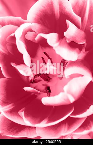 Soft abstract image of beautiful pink tulip. Macro with extremely shallow dof. Trendy color of year 2023 - Viva Magenta. Stock Photo