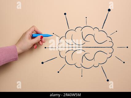 Human brain drawn with marker, concept of learning artificial intelligence by adding information Stock Photo