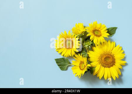 Greeting card template. Beautiful sunflowers on a pastel blue background. View from above. Copy space. Stock Photo