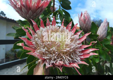 King Protea, Madeira Stock Photo