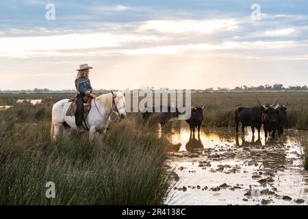 Cowboy carrying a long cattle prod near a herd of bulls, Camargue, France Stock Photo