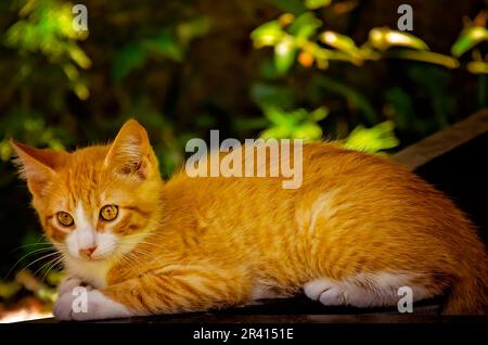 An orange and white feral kitten is pictured, May 22, 2023, in Coden, Alabama. Stock Photo