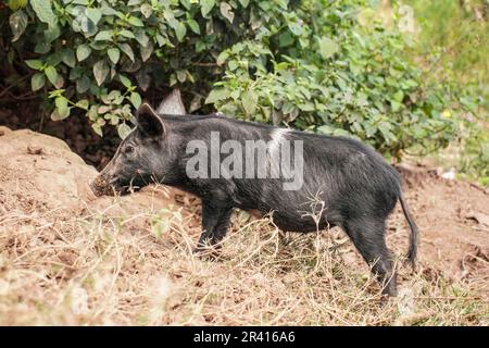 Small black piglet standing on dirt ground next to tree Stock Photo