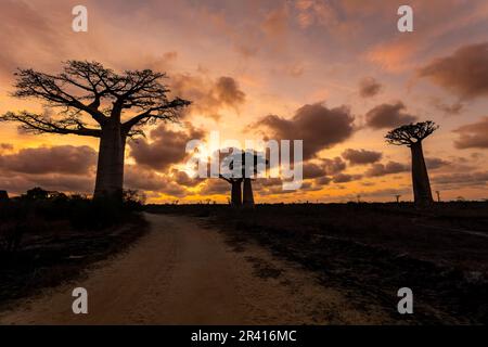 Baobab trees against sunset on the road to Kivalo village. Madagascar landscape. Stock Photo