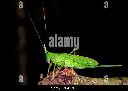 The rhinoceros katydid (Copiphora rhinoceros) from the rainforest of Las Arrieras, Sarapiqui, Costa Rica. Stock Photo