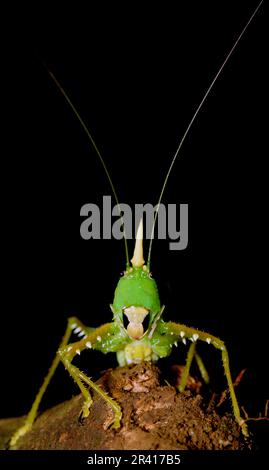 The rhinoceros katydid (Copiphora rhinoceros) from the rainforest of Las Arrieras, Sarapiqui, Costa Rica. Stock Photo