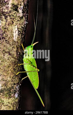 The rhinoceros katydid (Copiphora rhinoceros) from the rainforest of Las Arrieras, Sarapiqui, Costa Rica. Stock Photo