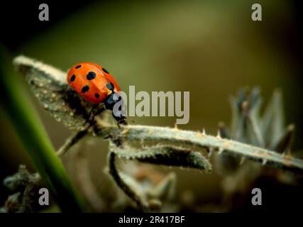 ladybug on the blade of grass in the garden. macro Stock Photo