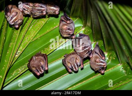 Pygmy fruit-eating bats (Dermanura phaeotis) resting under a palm leaf. Photo from Golfito, Osa Peninsula, Costa Rica. Stock Photo