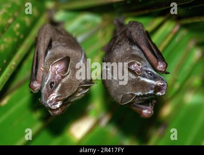 Pygmy fruit-eating bats (Dermanura phaeotis) resting under a palm leaf. Photo from Golfito, Osa Peninsula, Costa Rica. Stock Photo