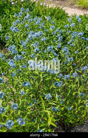 Amsonia Tabernaemontana var. Salicifolia (Eastern Bluestar) a perennial flowering in a UK garden in early summer. Stock Photo