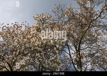 Magnolia, frost damage Stock Photo