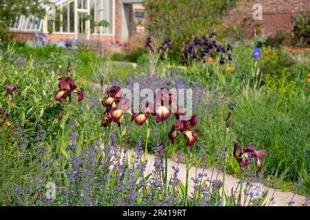 Iris 'Kent Pride' flowering in the Paradise Garden at RHS Bridgewater, Greater Manchester, England Stock Photo
