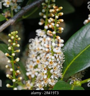 Flowering cherry laurel, Prunus laurocerasus, in spring Stock Photo