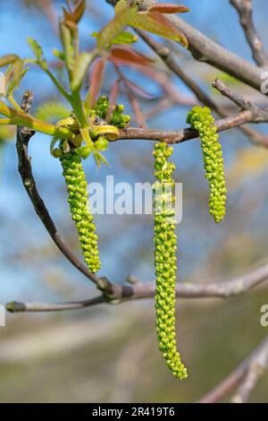 Male blossoms from the walnut tree in spring Stock Photo