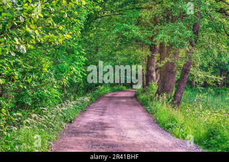 Spring forest landscape. Gravel road in the woods among the green trees. Stock Photo