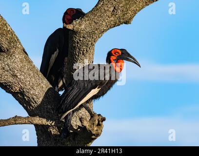 A pair Southern Ground-Hornbills (Bucorvus leadbeateri) perched on a tree. Kenya, Africa. Stock Photo