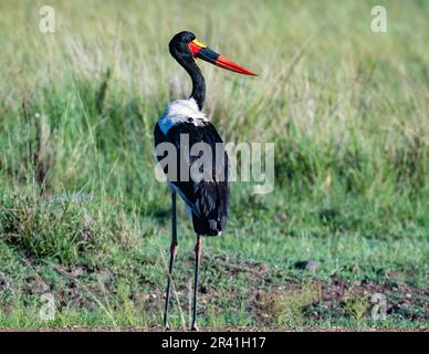 A Saddle-billed Stork (Ephippiorhynchus senegalensis) standing on a grass field. Kenya, Africa. Stock Photo