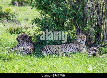 A pair Cheetahs (Acinonyx jubatus) resting under shade. Kenya, Africa. Stock Photo