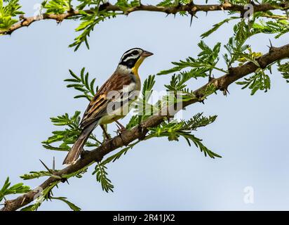 A Golden-breasted Bunting (Emberiza flaviventris) perched on a branch. Kenya, Africa. Stock Photo