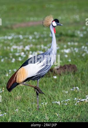 A Gray Crowned-Crane (Balearica regulorum) foraging on green grass field. Kenya, Africa. Stock Photo