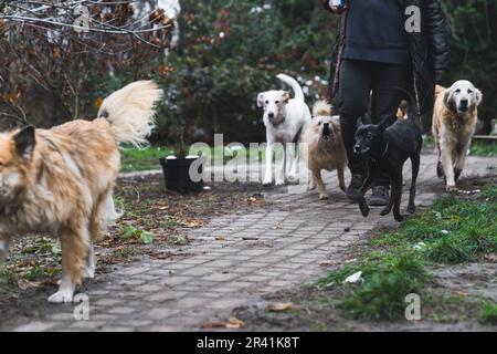 different breeds of dogs walking with a woman at the shelter in winter. High quality photo Stock Photo