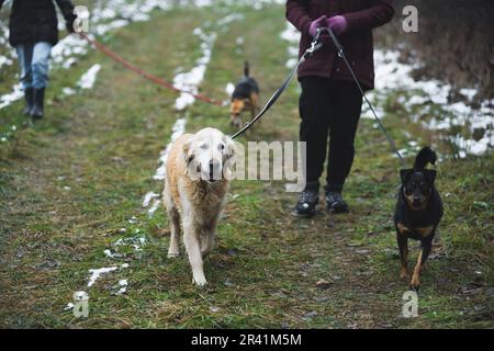 volunteers taking care of different breeds of dogs at the shelter. High quality photo Stock Photo