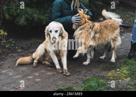 Dog at the shelter. Animal shelter volunteer takes care of dogs. Lonely dogs in cage with cheerful woman volunteer. High quality photo Stock Photo