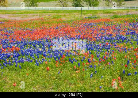 Fields of Texas Bluebonnets (Lupinus texensis), Indian Paintbrush (Castilleja indivisa), Coreopsis, and other wildflowers at Old Baylor College. Stock Photo