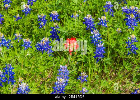 Texas Bluebonnet wildflowers, Lupinus texensis, and Indian Paintbrush, Castilleja indivisa, blooming in spring along farm-to-market road 362 in Texas. Stock Photo