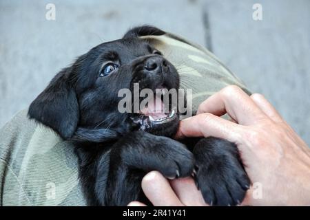 Black Labrador Puppy Playing with Human Hand, Joyful Expression Stock Photo