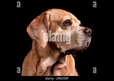 Portrait of Portuguese Pointer Dog in Dramatic Lighting Stock Photo