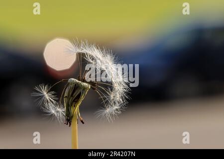 Dandelion Seed Head in Close-Up with Blurred Background Stock Photo