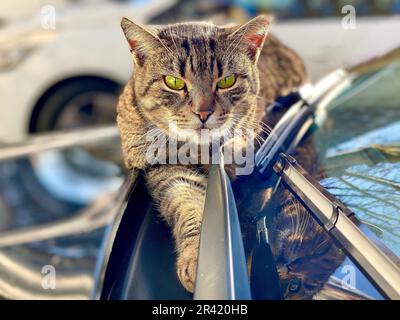 Tabby Cat Relaxing on Car Stock Photo