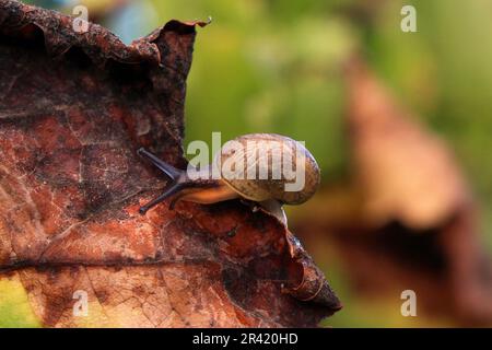 Tiny Snail Crawling on Autumn Leaf Stock Photo