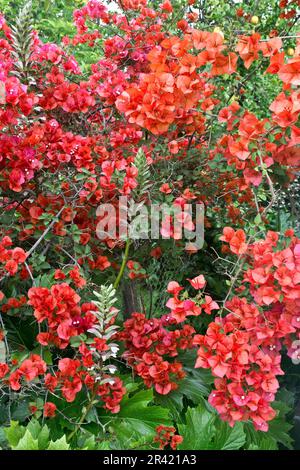 Perennial bougainvillea shrub blooms in Southern California during the Spring and Autumn with hundreds of beautiful golden red flowers Stock Photo