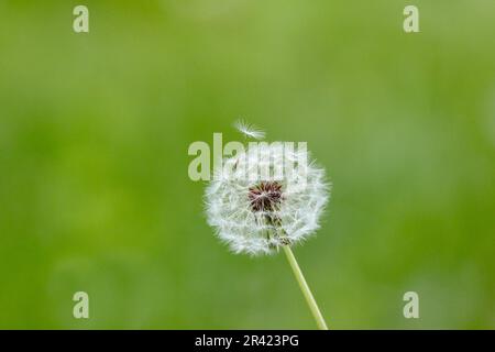 Dandelion clock with one seed loose and ready to blow away Stock Photo