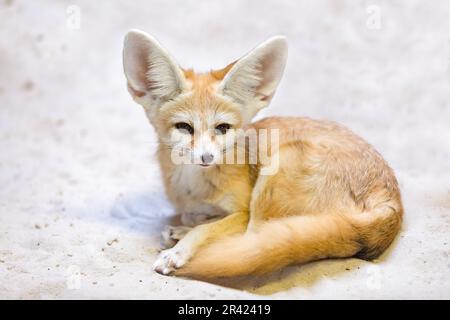 Fennec fox, Vulpes zerda is a small crepuscular fox Stock Photo