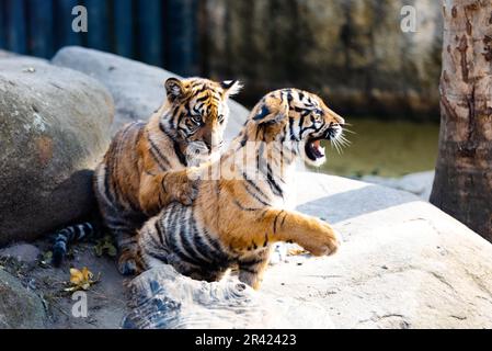 Sumatran tiger (Panthera tigris sumatrae) kitten, rare tiger subspecies that inhabits the Indonesian island of Sumatra