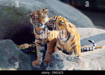 Sumatran tiger (Panthera tigris sumatrae) kitten, rare tiger subspecies that inhabits the Indonesian island of Sumatra