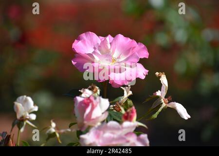 Charles Aznavour Roses in Argentina's Paseo El Rosedal Stock Photo