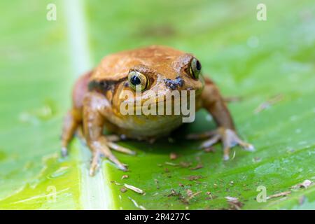 False Tomato Frog, Dyscophus Guineti, Madagascar wildlife Stock Photo