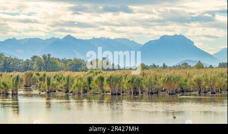 At the Rhine delta near Fussach, Austria Stock Photo